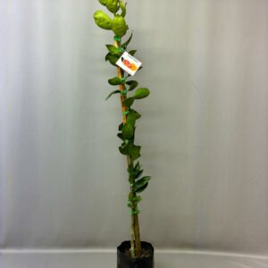 CARA CARA NAVAL ORANGE TREE 8kg