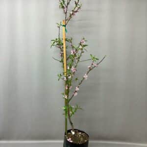 PEACH KEISIE TREE