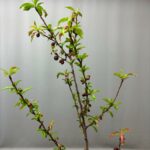 NECTARINE ALPINE TREE