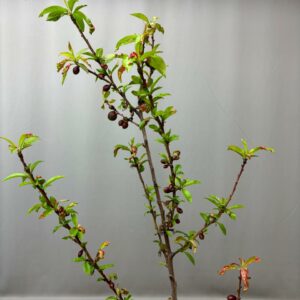 NECTARINE ALPINE TREE