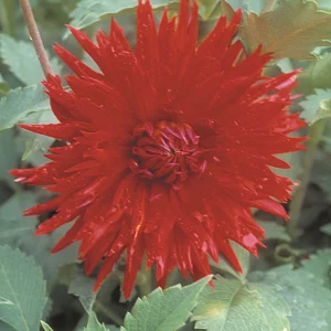 DAHLIA MA JOLIE BULBS