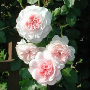 MY GRANNY ROSE 17CM