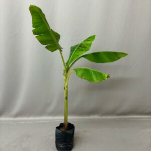 BANANA WILLIAMS 3KG FRUIT TREE