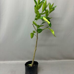 LIME BEARSS 4KG FRUIT TREE