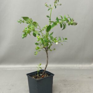 BLUEBERRY 1KG FRUIT TREE