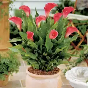 ZANTEDESCHIA PINK PERSUASION BULBS