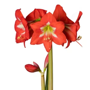 AMARYLLIS CHRISTMAS STAR BULBS