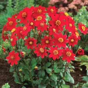 DAHLIA TOP MIX RED BULBS