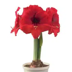 AMARYLLIS DOUBLE SIX – BRILLIANT RED BULBS