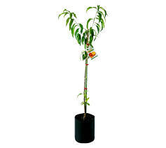 PEACH TRANSVALIA 10KG FRUIT TREE