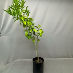 GRAPEFRUIT MARSH 10KG TREE