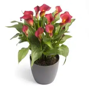 ZANTEDESCHIA KASAI BULBS