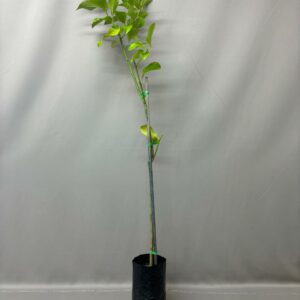 LEMON EUREKA 6KG FRUIT TREE