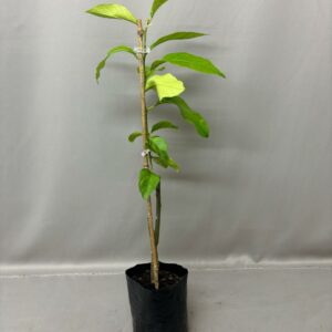 LEMON LISBON 4KG FRUIT TREE