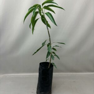 MANGO JOA 6KG FRUIT TREE