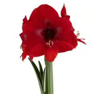 AMARYLLIS MIRACLE BULBS