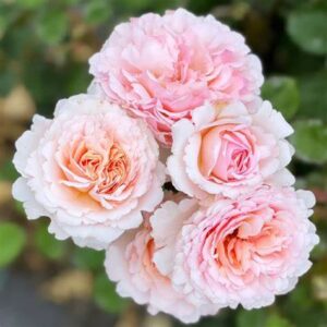 PRINCESS CHARLENE DE MONACO ROSE 4KG