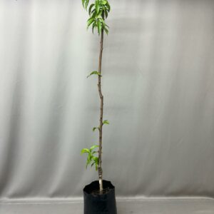 PEACH KAKAMAS 10KG FRUIT TREE