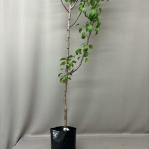 PEAR FORELLE 10KG FRUIT TREE