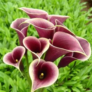 ZANTEDESCHIA PERSIA BURGUNDY BULBS