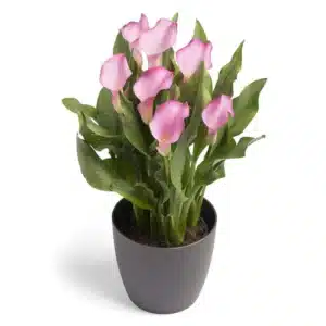 ZANTEDESCHIA PETERS PRIDE BULBS