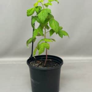 RASPBERRY HERITAGE 17CM FRUIT TREE