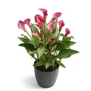 ZANTEDESCHIA ROYAL PLUM BULBS