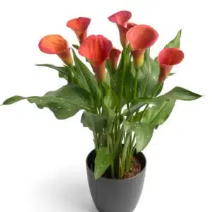 ZANTEDESCHIA SUNSET PASSION BULBS