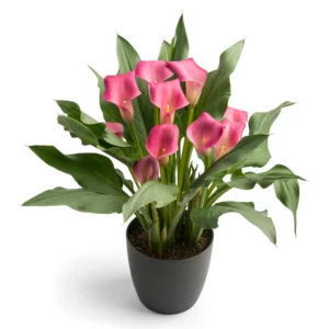 ZANTEDESCHIA WILD SALMON BULBS