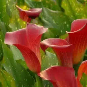 ZANTEDESCHIA RED SOX BULBS