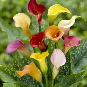 ZANTEDESCHIA ASSORTED BULBS