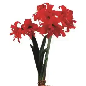 AMARYLLIS FANFARE BULBS