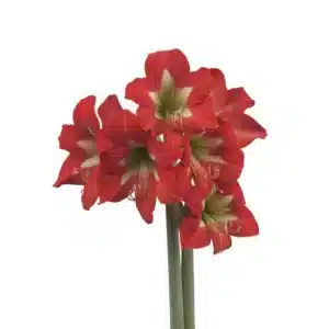 AMARYLLIS BRIGHT SPARK LIGHT RED BULBS