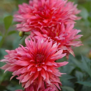 DAHLIA BORDER CAROLA BULBS