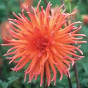 DAHLIA COLOUR SPECTACLE BULBS