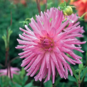 DAHLIA LILAC VEIL BULBS