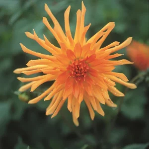 DAHLIA WAGSCHAL’S G BULBS