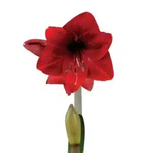 AMARYLLIS DYNAMITE RED BULBS