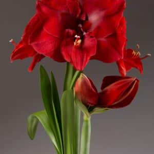 AMARYLLIS MERRY XMAS BULBS