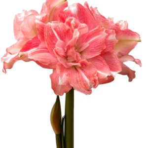 AMARYLLIS ROSETTA BULBS