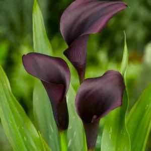 ZANTEDESCHIA ODESSA BULBS