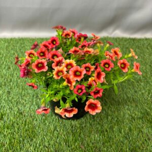 CALIBRACHOA ASSORTED 15CM