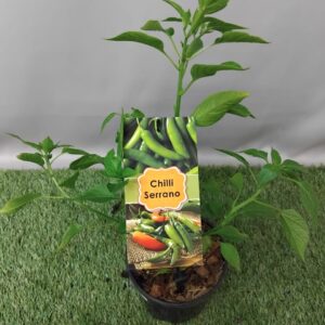 HERB CAPSICUM SERRANO 14CM