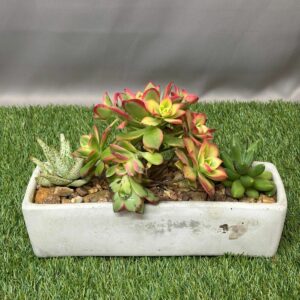 CEMENT WINDOW BOX POTTED SUCCULENTS