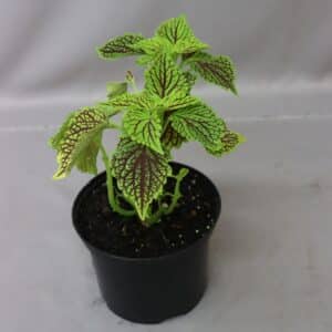 COLEUS ASSORTED 15CM