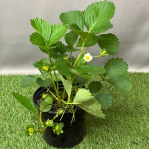 STRAWBERRY EVERBEARING 15CM