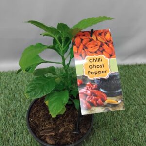 HERB CAPSICUM GHOST PEPPER 14CM