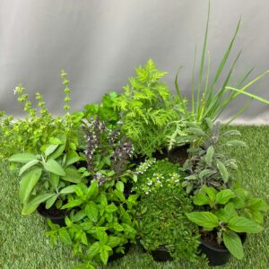 HERBS ASSORTED 10CM