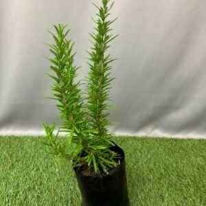 HERB ROSEMARY ASSORTED 15CM