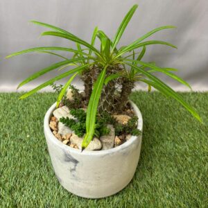 POTTED PACHYPODIUM OR ADENIUM